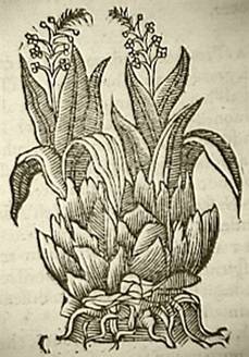 parasole
